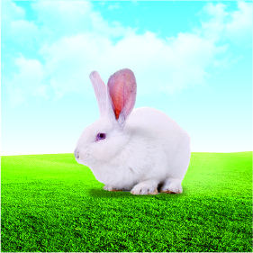 兔病檢測項(xiàng)目